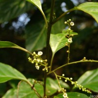 Maesa indica (Roxb.) Sweet